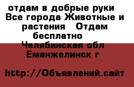 отдам в добрые руки - Все города Животные и растения » Отдам бесплатно   . Челябинская обл.,Еманжелинск г.